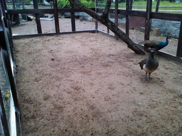 6612_peas_washed_sand_after_the_rain.jpg