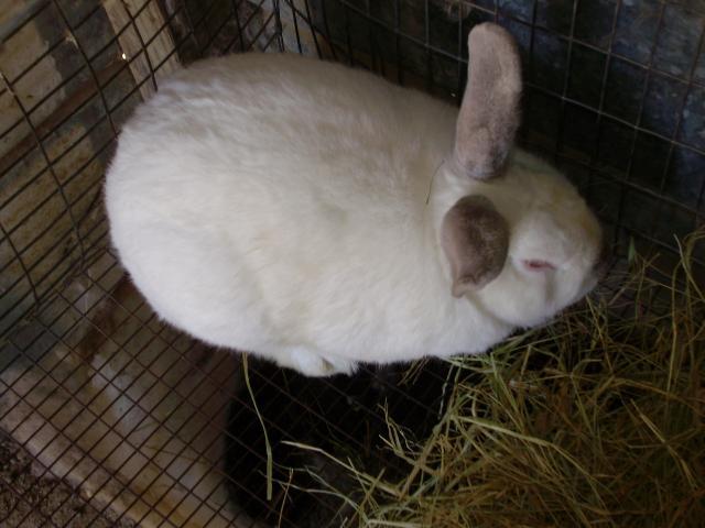 6612_rabbit1.jpg