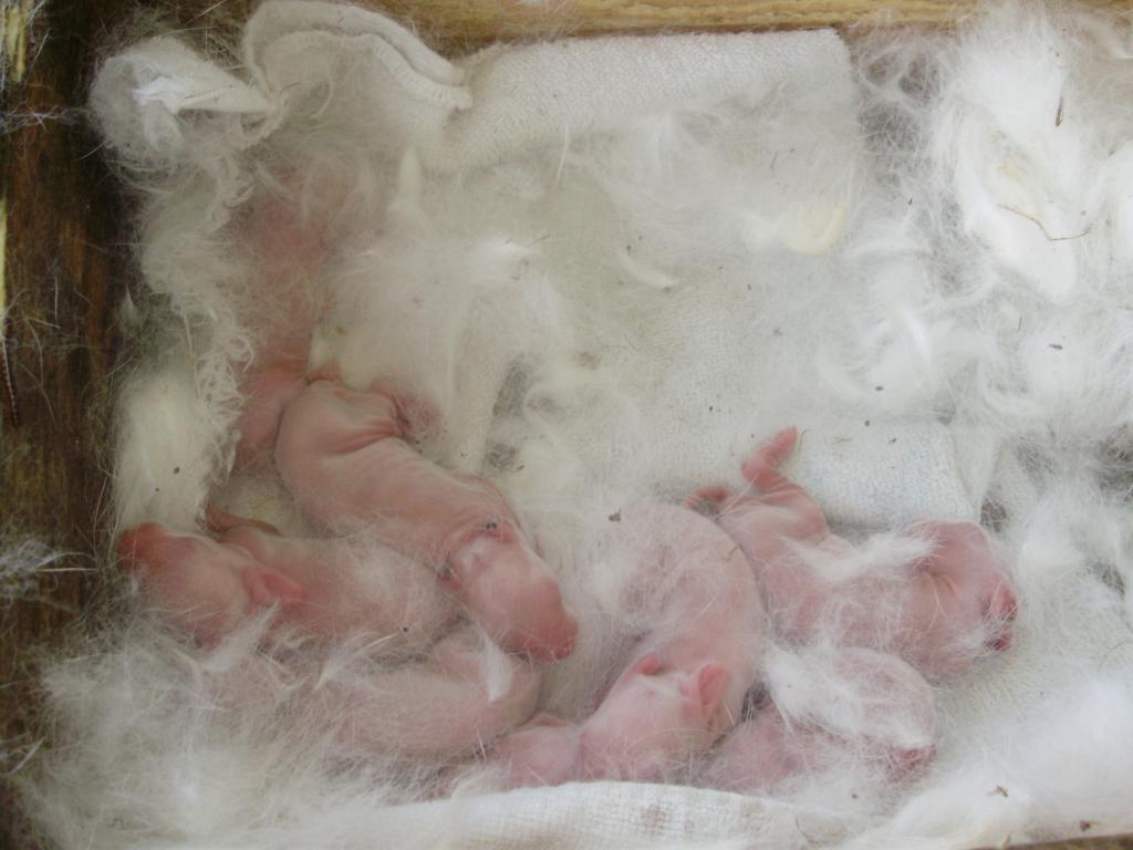6612_rabbits2.jpg