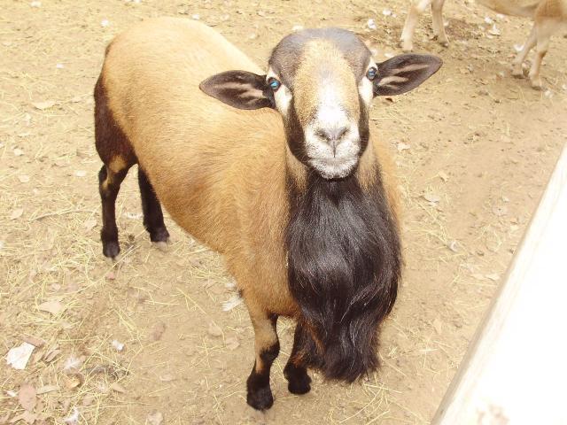 6612_ram_sunday.jpg