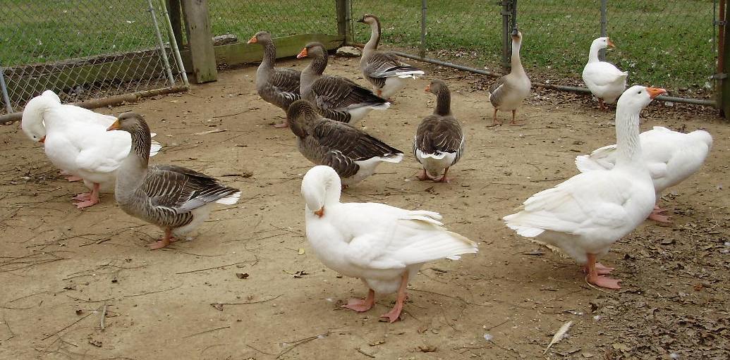 6612_random_geese_pics.jpg