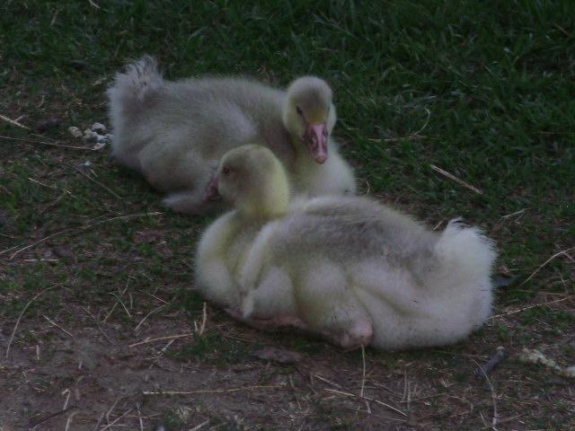 6612_sunday_gosling.jpg