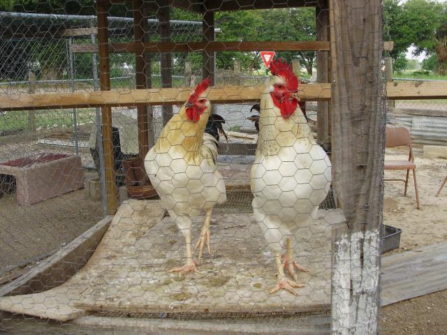 6612_sunday_roos.jpg