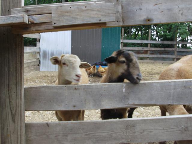 6612_sunday_sheep3.jpg