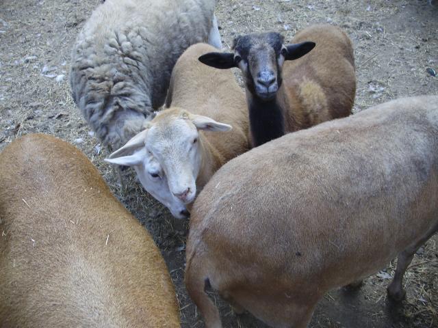 6612_sunday_sheep5.jpg