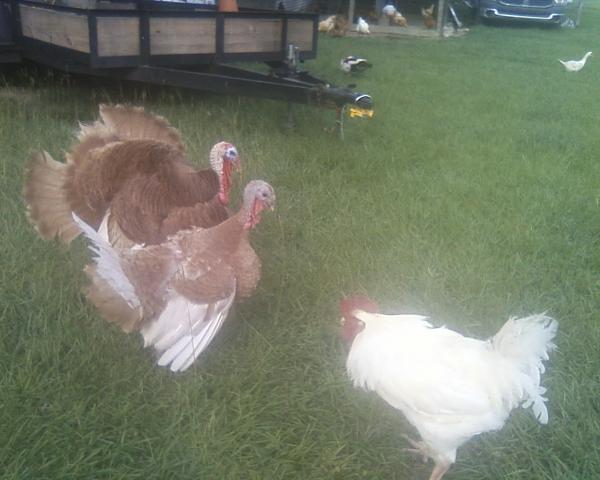 6612_turkey_and_rooster.jpg