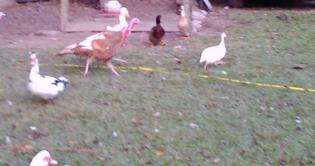 6612_turkey_chase_1.jpg