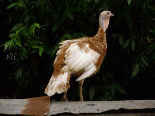 6612_turkey_in_pecan_tree.jpg