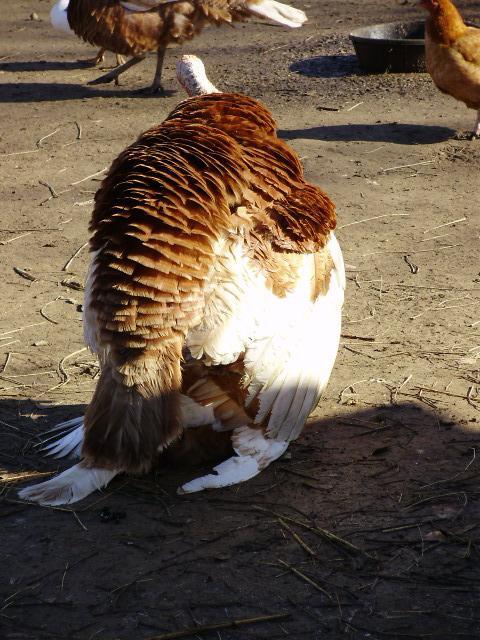 6612_turkey_mating_back_shot.jpg
