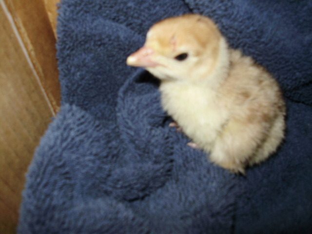 6612_turkey_poult.jpg