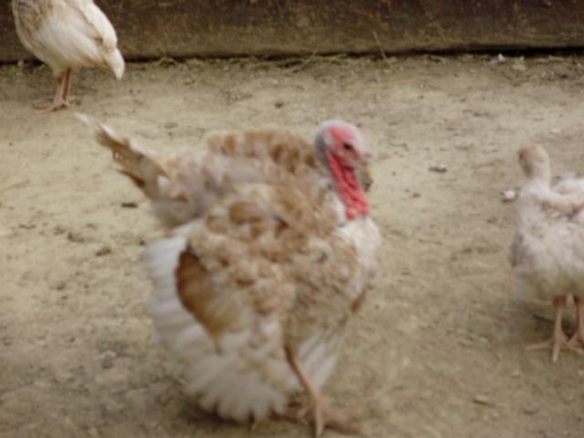 6612_turkeys10.jpg
