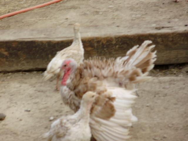 6612_turkeys11.jpg