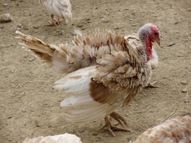 6612_turkeys5.jpg