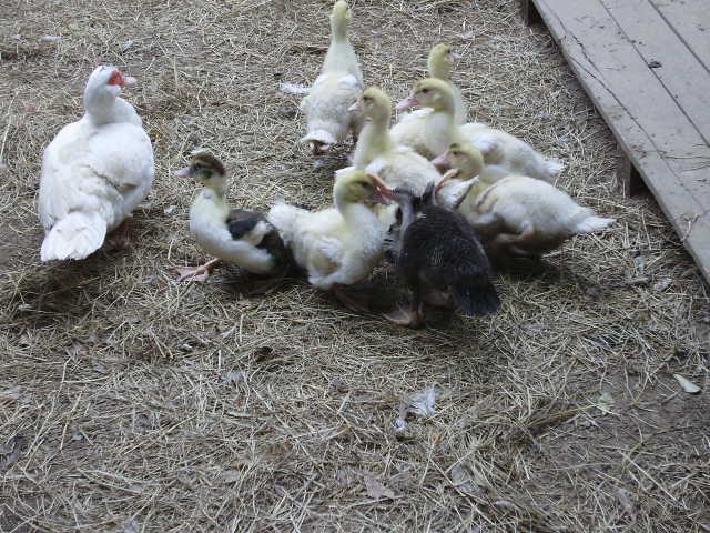 6612_weekend_baby_ducks.jpg
