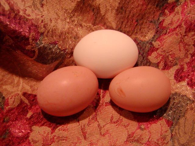 66188_compared_to_xl_store_egg.jpg