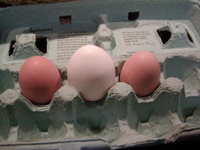 66188_compared_to_xl_store_egg_2.jpg