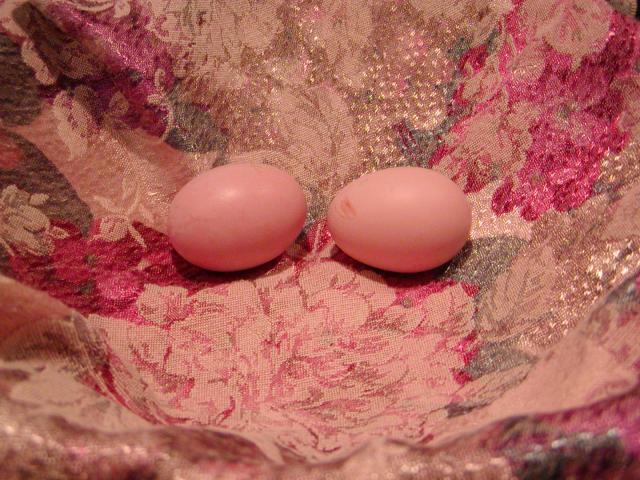 66188_our_first_eggs.jpg