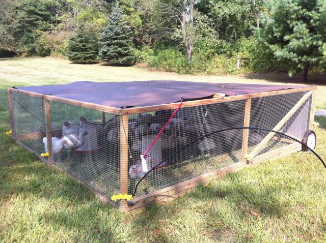 Tethering Electric Fence to Chicken Tractors  BackYard Chickens - Learn  How to Raise Chickens