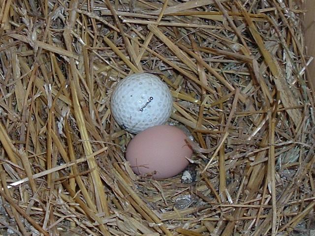 66207_1_in_nest.jpg