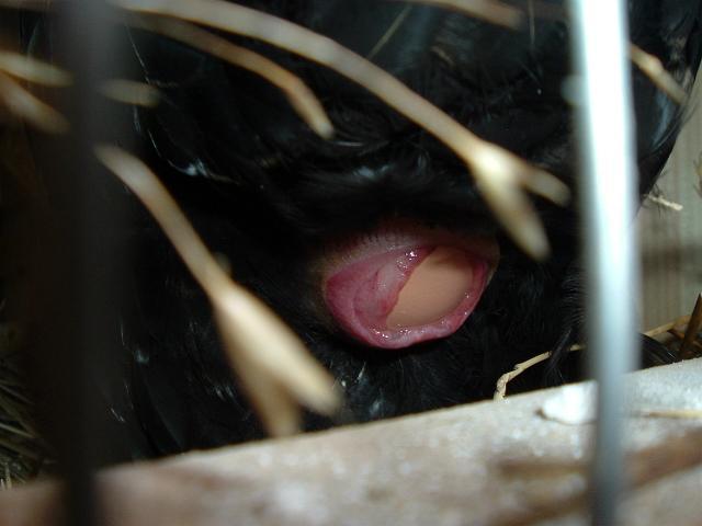 66207_here_comes_egg_2_9-9-10.jpg