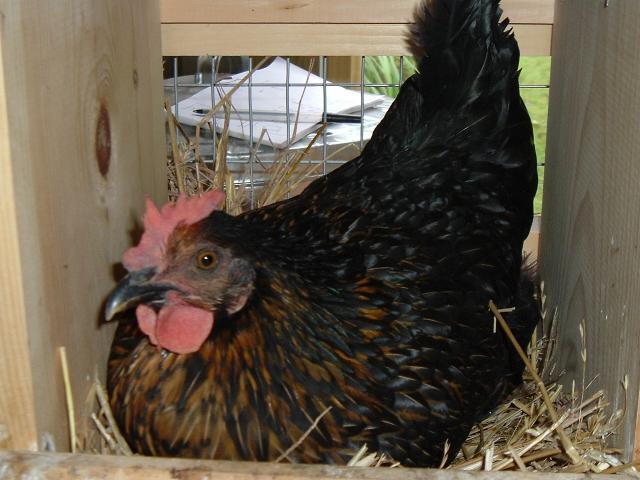 66207_sex_link_mom_of_egg_2.jpg