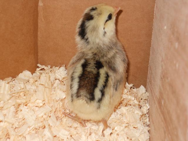 66241_frans_new_baby_032.jpg