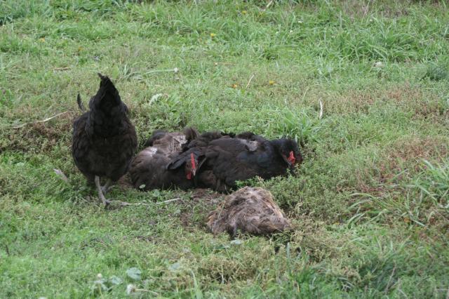 66241_krugers_chickens_047.jpg