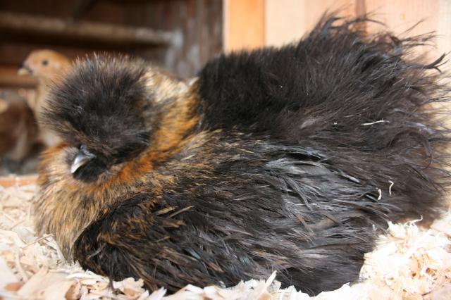 66241_spring_chickens_044.jpg