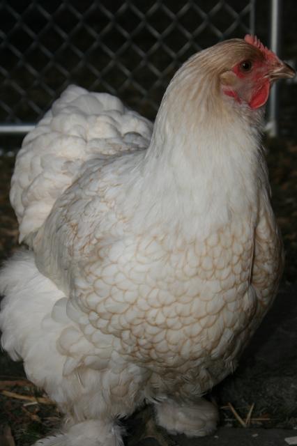 66241_spring_chickens_045.jpg