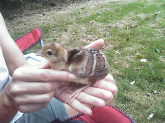 66309_peachick1.jpg