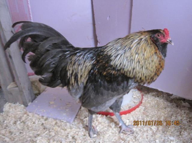 66311_crooked_legs_213.jpg