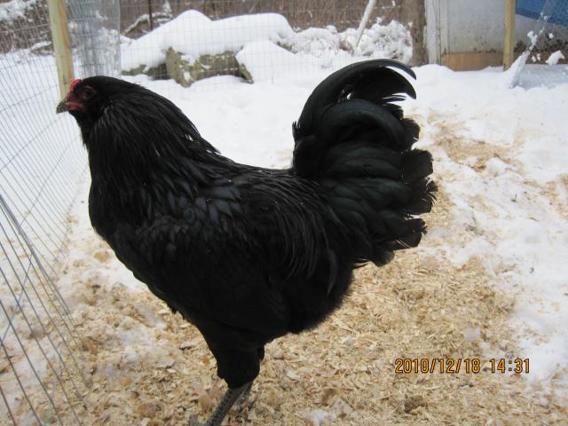 66311_mcpoultry_001.jpg