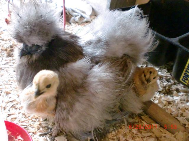 66311_newest_pics_at_party_and_chickens_055.jpg