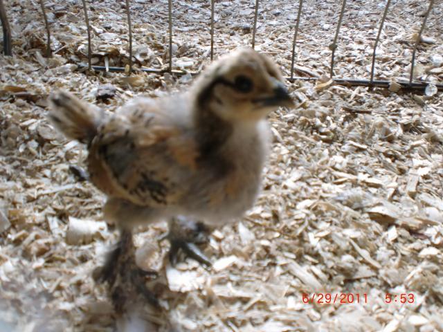 66311_newest_pics_at_party_and_chickens_056.jpg