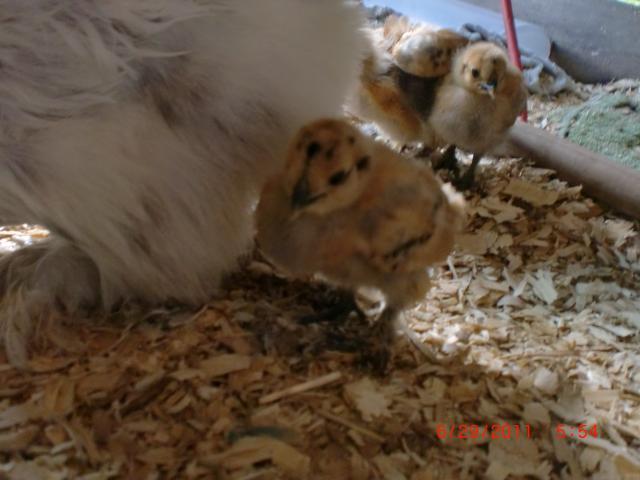 66311_newest_pics_at_party_and_chickens_060.jpg