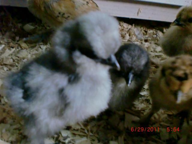 66311_newest_pics_at_party_and_chickens_061.jpg