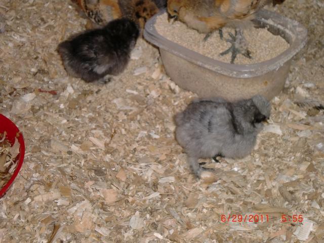 66311_newest_pics_at_party_and_chickens_065.jpg
