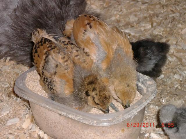 66311_newest_pics_at_party_and_chickens_066.jpg