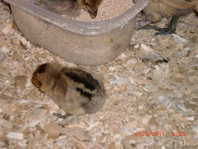 66311_newest_pics_at_party_and_chickens_067.jpg