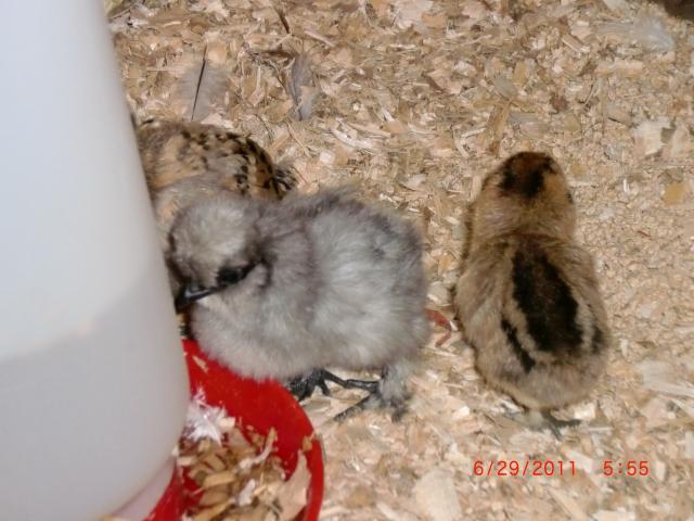 66311_newest_pics_at_party_and_chickens_068.jpg