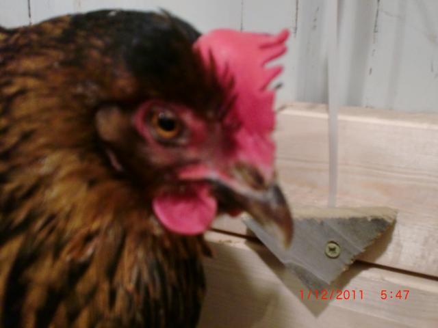 66311_newest_pics_of_chicks_at_dads_017.jpg