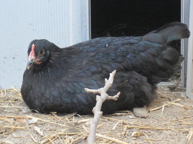 66311_poultry_074.jpg