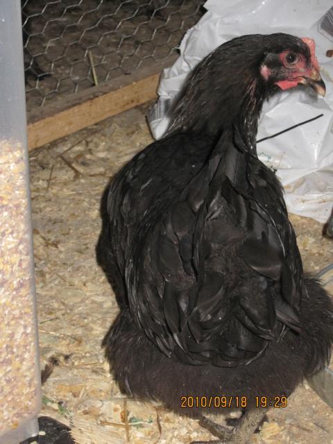 66311_poultry_280.jpg