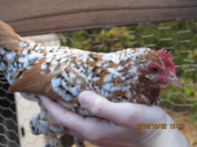 66311_poultry_357.jpg