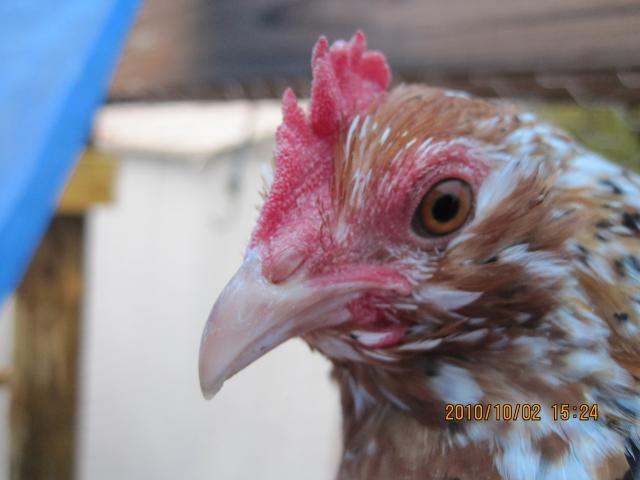 66311_poultry_361.jpg