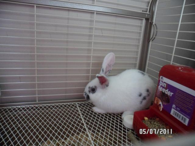 66319_penny.jpg