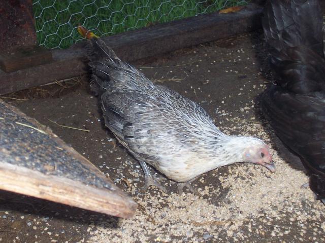 66341_100_1760.jpg
