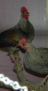 66379_brutus_n_franlin_2.jpg