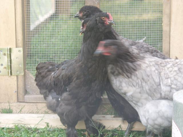 66404_p9066902.jpg