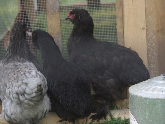 66404_p9066909.jpg